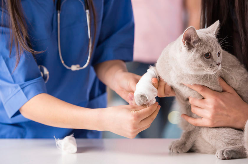 vet